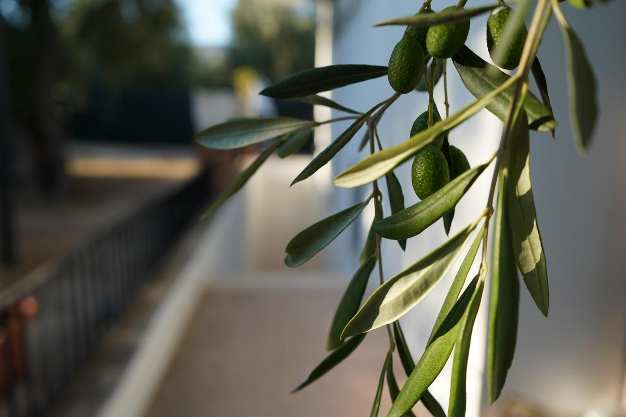 Olive&Sea Villa-Olive Mattinata Exteriör bild