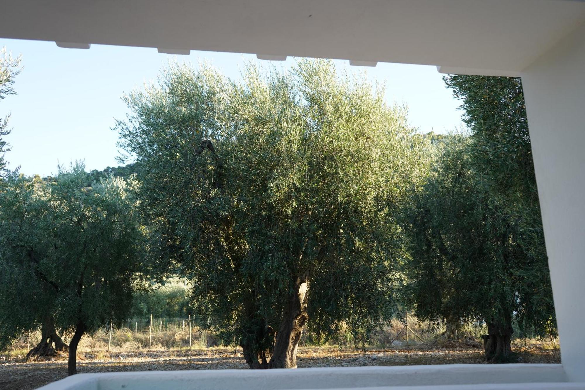 Olive&Sea Villa-Olive Mattinata Exteriör bild