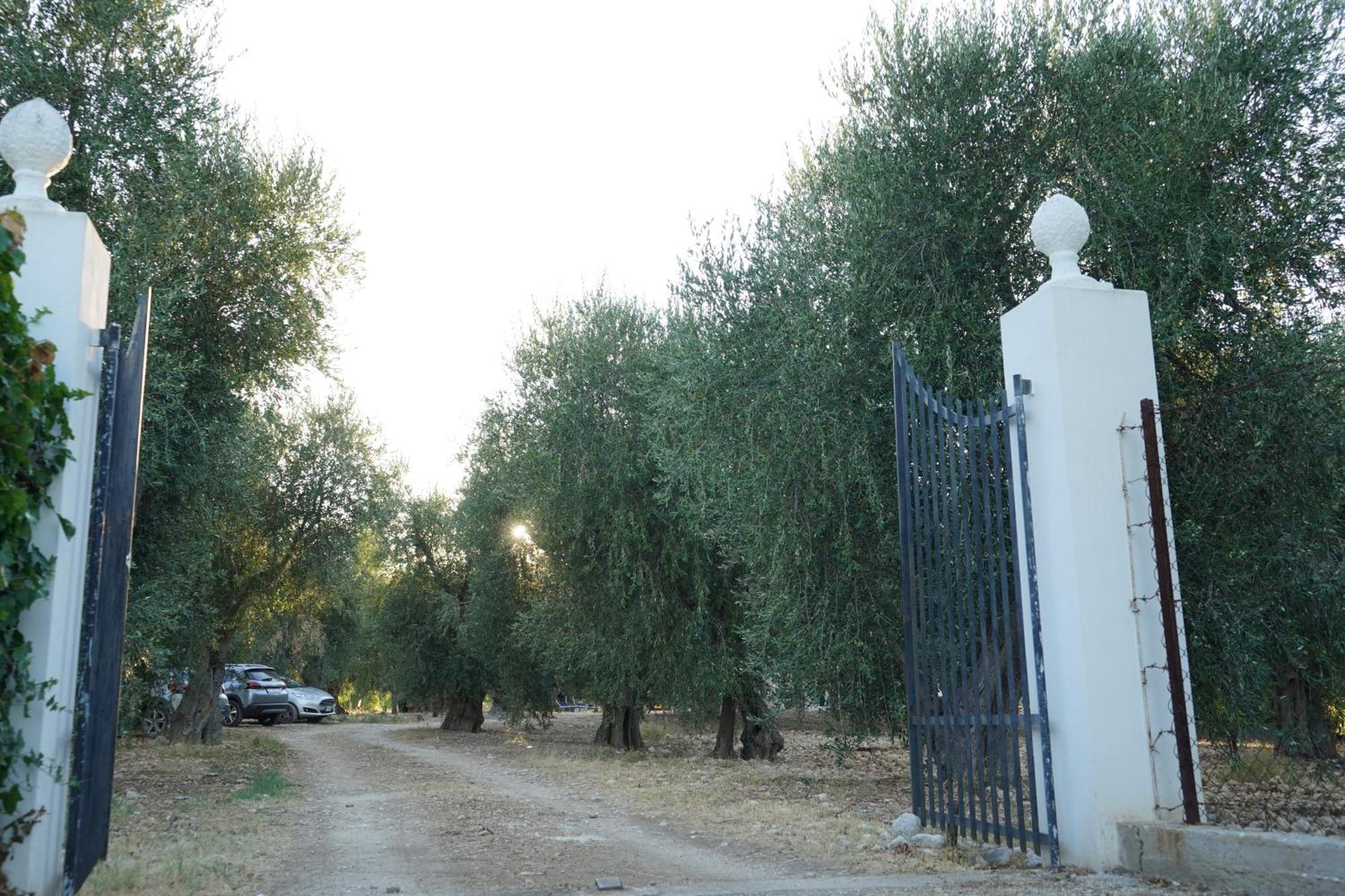 Olive&Sea Villa-Olive Mattinata Exteriör bild
